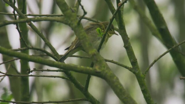 Willow warbler perched within tree branches in a natural woodland setting. Small songbird resting among spring foliage with soft background and natural light.