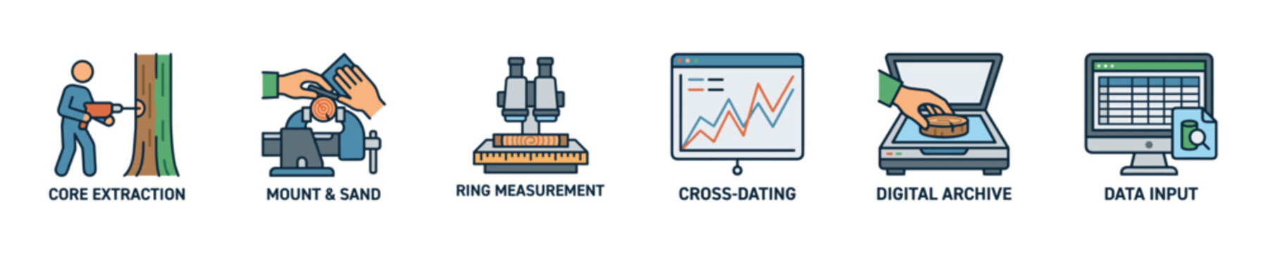 Tree ring analysis process from extraction to data input