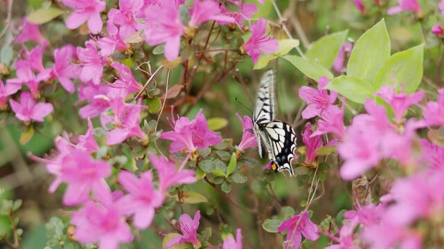 Close up selective focus of a beautiful black and white Asian butterfly resting on vibrant blooming pink flowers. A delicate nature scene showing spring floral beauty in a lush outdoor garden.