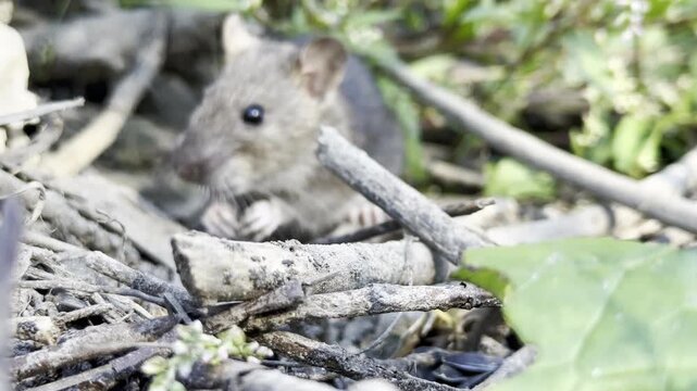 Wild rat walking past camera closeup. Cat TV ASMR video of big rodent showing long tail in green grass with birds singing audio.