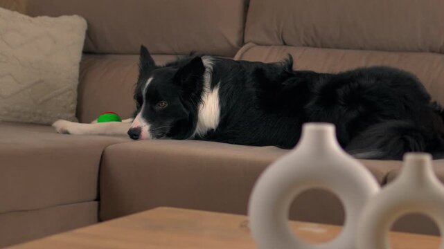 melancholic black and white border collie dog lying horizontally on a modern light brown sofa with head down and a sad listless expression gazing empty distance inside home living room