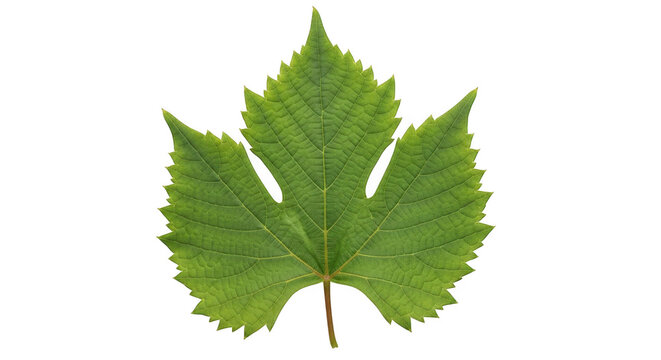 Green maple leaf with serrated edges