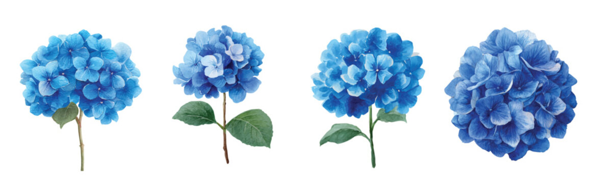 Watercolor Simple illustration set, blue hydrangea collection painting design. Hand-painted style, vectorized, vector set available in EPS Simple Hand-painted watercolor style. 