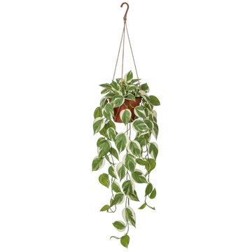 Hanging green pothos plant in macrame holder