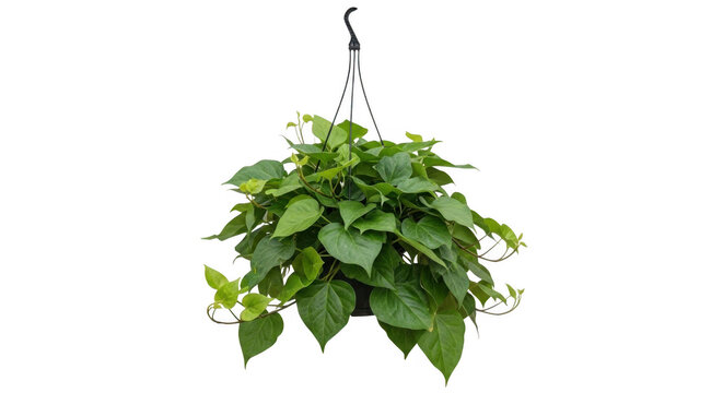 Hanging green pothos plant in a macrame holder