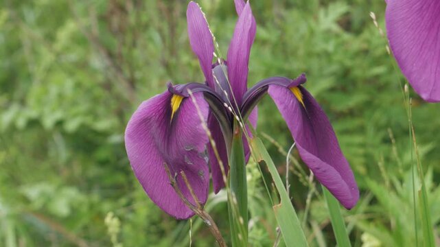 A static handheld close-up shot of a vibrant purple iris blooming among green wild grass. The delicate petals stand out against the blurred natural foliage.