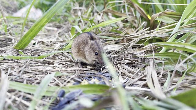 Close-up of striped field mouse eating grain and suddenly jumping away in fear with natural outdoor sounds.
