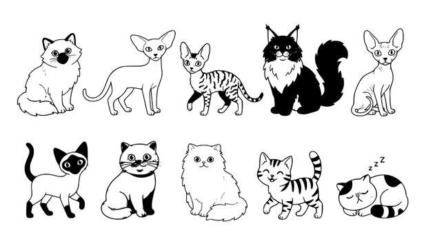 Cute Cartoon Cat Breeds Vector Set with Persian Siamese Maine Coon and Sphynx Kittens