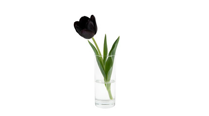 Obraz premium Black tulip in a modern transparent vase with water, isolated against a white and transparent background.