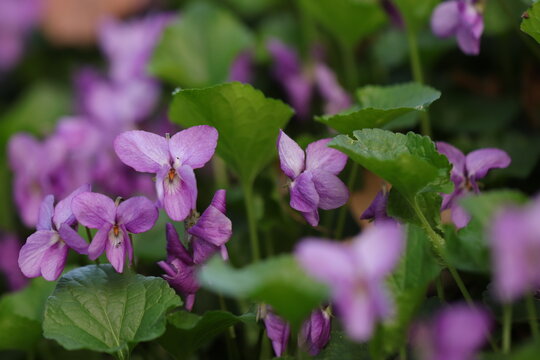 fiori di viola mammola in primavera nel bosco