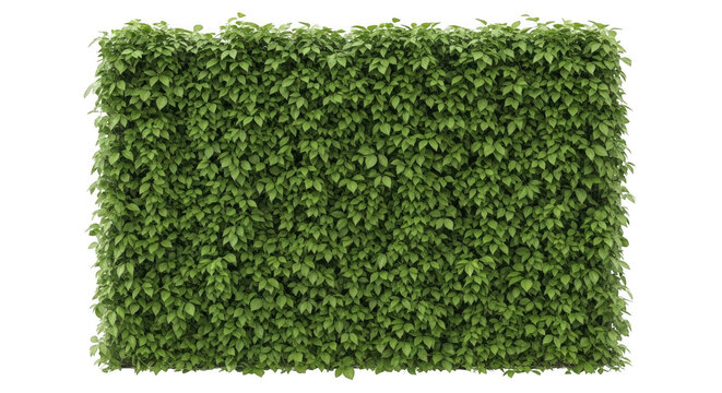 Lush green hedge texture with natural grass appearance