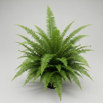 Vibrant Green Fern Plant Displayed Against a Neutral Background.