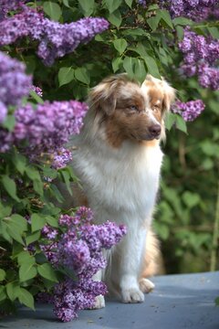 Red Merle Australian Shepherd in Blooming Lilac Garden