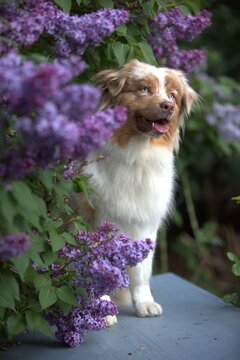 Red Merle Australian Shepherd in Blooming Lilac Garden