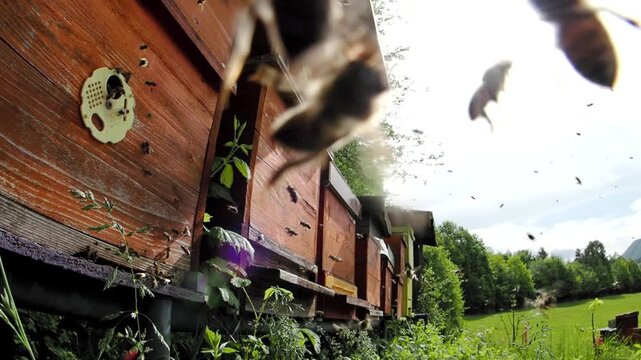 Swarm of honey bees (Apis mellifera) defend their hive in apiary and attack the intruder in SLOW MOTION HD VIDEO.  Fisheye.