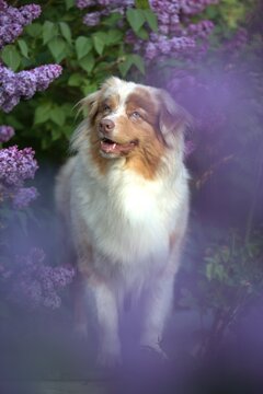 Red Merle Australian Shepherd in Blooming Lilac Garden