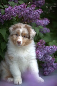 Red Merle Australian Shepherd puppy  in Blooming Lilac Garden