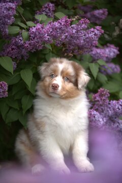 Red Merle Australian Shepherd puppy  in Blooming Lilac Garden