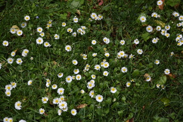Gänseblümchen © ernstboese
