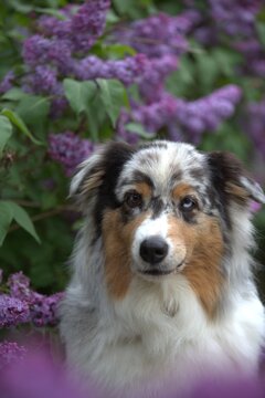 Red Merle Australian Shepherd in Blooming Lilac Garden