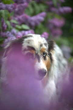 Red Merle Australian Shepherd in Blooming Lilac Garden