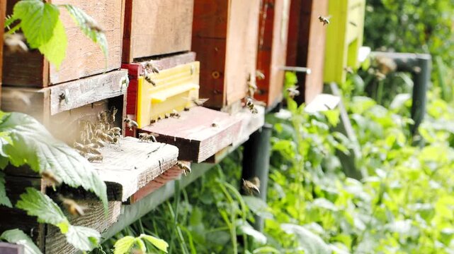 Swarm of honey bees (Apis mellifera) carrying pollen and flying to the landing board of hive in an apiary in SLOW MOTION HD VIDEO. Organic BIO farming, animal rights, back to nature concept. Close-up.