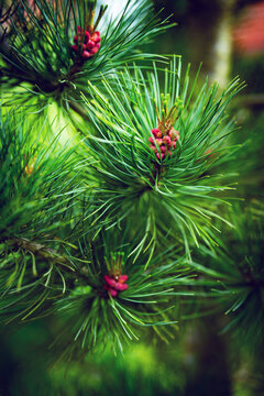 Red inflorescence of a female pine tree in spring. Seasonal nature background. Vertical close-up.