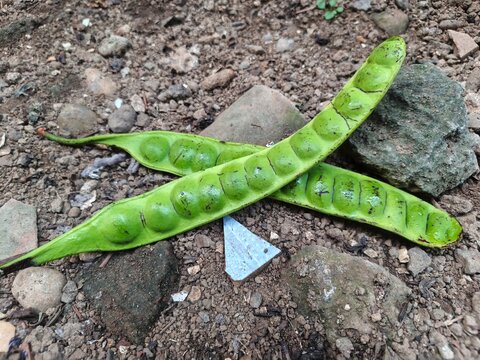 Two green petai beans on the ground.