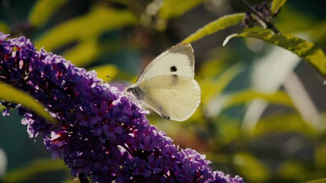Butterfly collecting nectar on a Buddleia plant stock footage