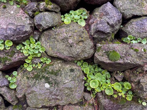 Round green pennywort leaves emerging from the crevices of a rocky wall