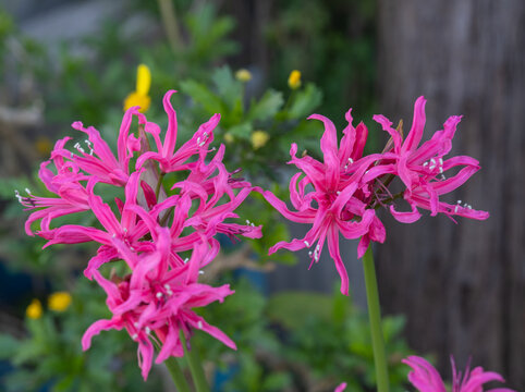 緑と調和するネリネの花