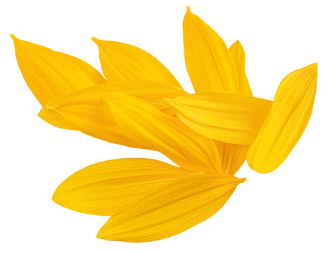 Flying yellow petals of sunflower isolated on white background. Sunflower petals levitating  in air. Petals  explotion. Top view. Flat lay