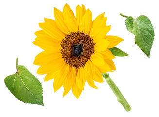 Obraz premium Sunflower isolated on a white background. Organic Yellow Sunflower (Helianthus annuus)&nbsp; flower. Flying sun flower, Top view. Flat lay