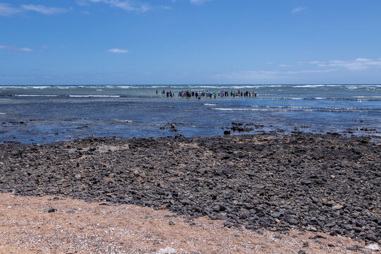 Shark bay at Sal Island in Cape Verde is a perfect place where you can come up close the lemon baby sharks as they come close to the shore to look for food while the bigger sharks are a bit further ou