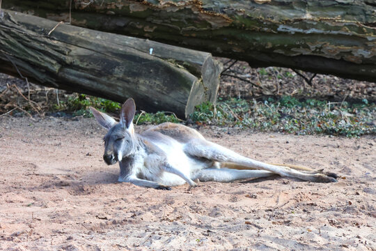 Relaxed Kangaroo Resting in Natural Habitat for Wildlife Photography