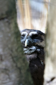 Peaceful Owl Resting in Natural Habitat for Wildlife Photography and Posters
