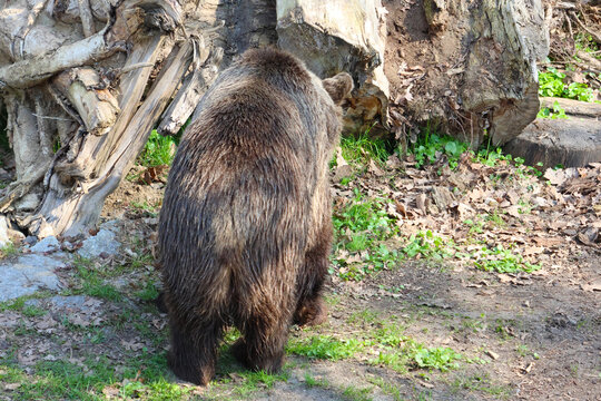 Wildlife Close-Up: Brown Bear in Natural Habitat for Conservation Awareness