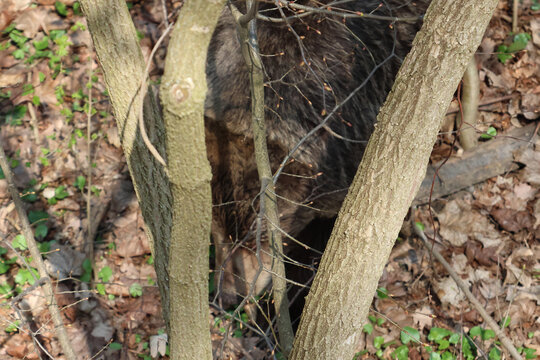 Wild Boar Camouflaged in Forest Underbrush with Trees and Leaves