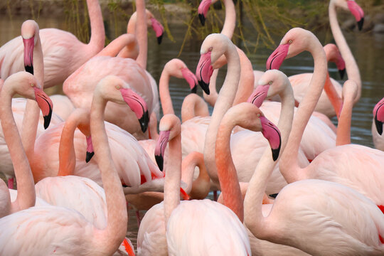 Vibrant Flock of Pink Flamingos in a Natural Habitat Setting for Wildlife Conservation Theme