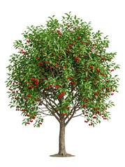 Fototapeta premium Lush Berry Fruit Tree with Green Leaves Isolated on White Background