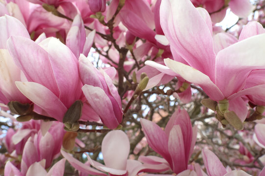 Blooming Magnolias in Springtime Garden - Nature's Pink Elegance