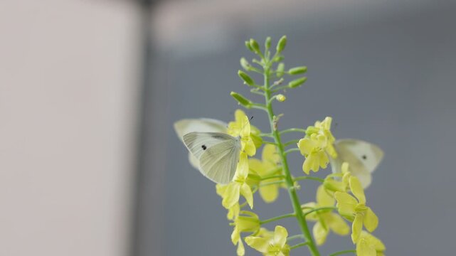 Close up selective focus of a delicate white butterfly resting on blooming yellow flowers. Beautiful nature macro with a soft, blurred background highlighting spring wildlife and tranquil pollination.