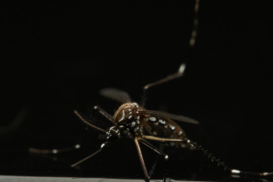Close up mosquito on reflective black background