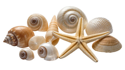 Assorted Seashells and Starfish Collection on Plain Surface © Michal