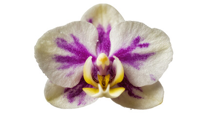 Obraz premium Cream Purple Orchid Flower with Yellow Center and Delicate Petals
