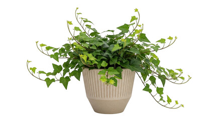 Naklejka premium Green potted plant in a stylish pot