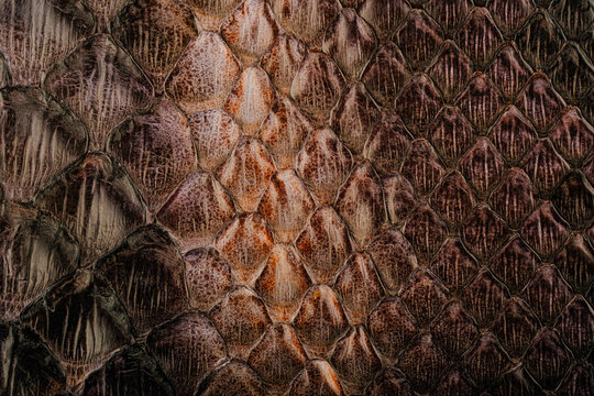 Python skin texture with glossy snakeskin scale pattern and exotic leather fashion background