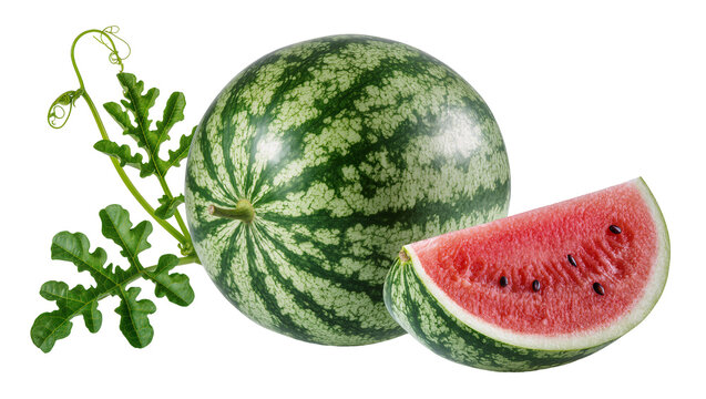 Green striped watermelon with slice and vine