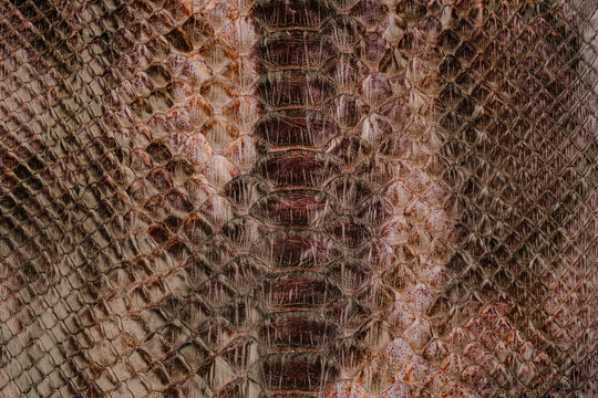 Brown python leather texture close up with reptile scale pattern and glossy exotic surface