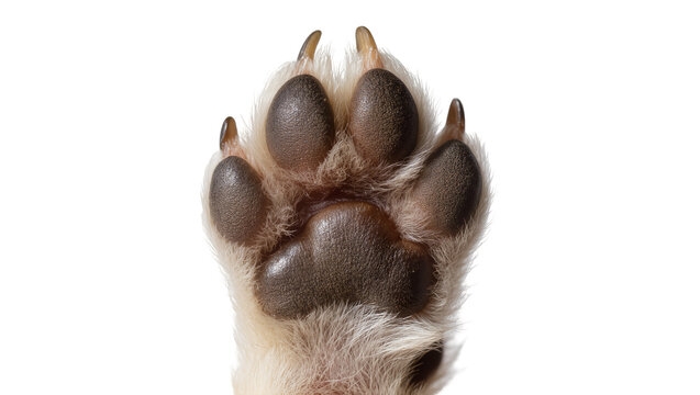 Brown furry Dog Paw with Five Claws Close-up